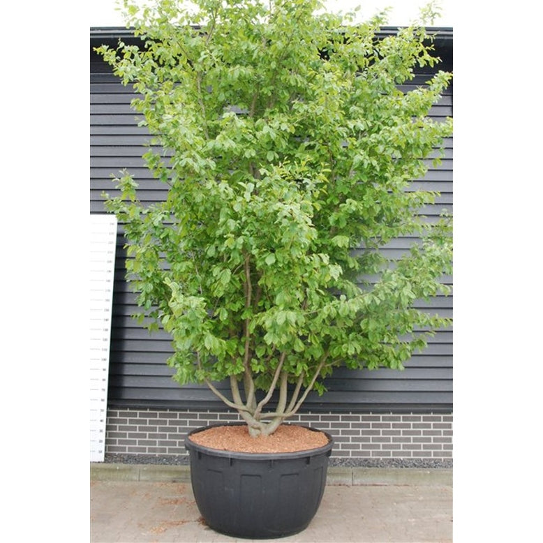 Persiskt järnträd – Parrotia persica - C 1040 Decopot 400-450 cm. Sol